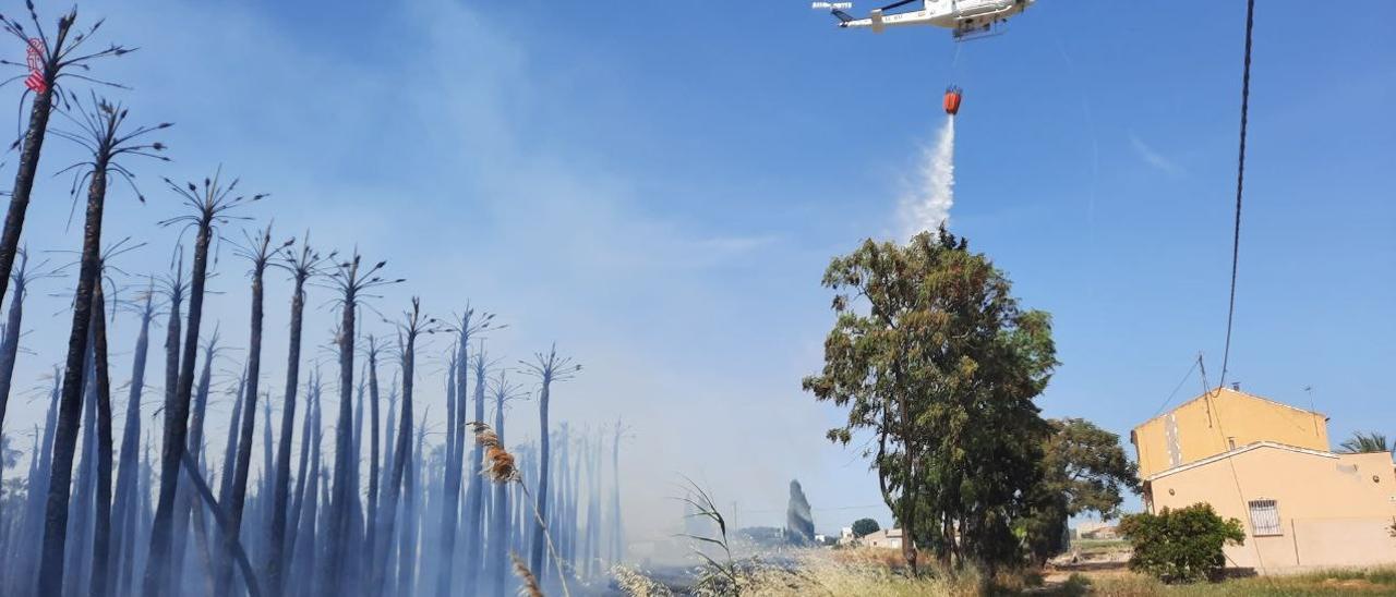 Trabajos de extinción del incendio en un huerto de palmeras de Callosa de Segura este sábado.