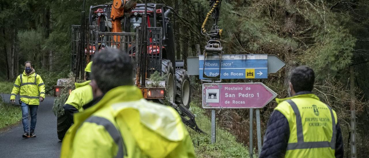 La Diputación ejecuta una tala en la Ribeira Sacra para ampliar un vial,  pese a la presión social - Faro de Vigo