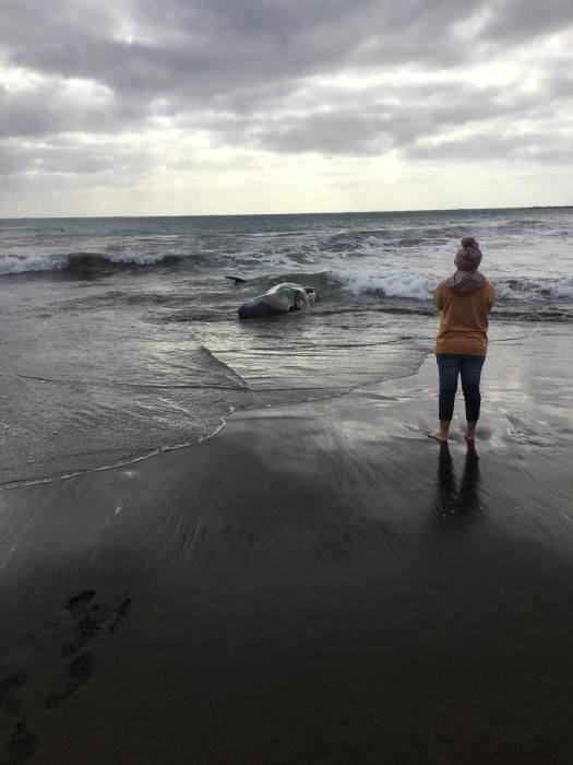 Un cachalote aparece muerto en la playa de Melenara