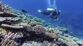La Gran Barrera de Coral sufre su mayor declive coralino desde que hay registros | Vídeo
