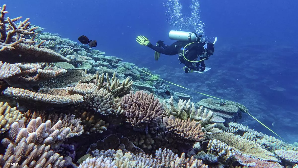 La Gran Barrera de Coral sufre su mayor declive coralino desde que hay registros | Vídeo
