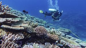 La Gran Barrera de Coral sufre su mayor declive coralino desde que hay registros. En la foto, un submarinista inspecciona una parte de la Gran Barrera de Coral en North Queensland, Australia.