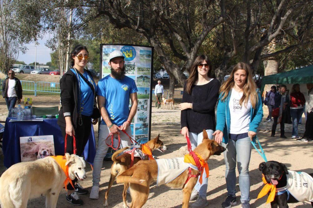 Festival de la Adopción de Perros de El Campello