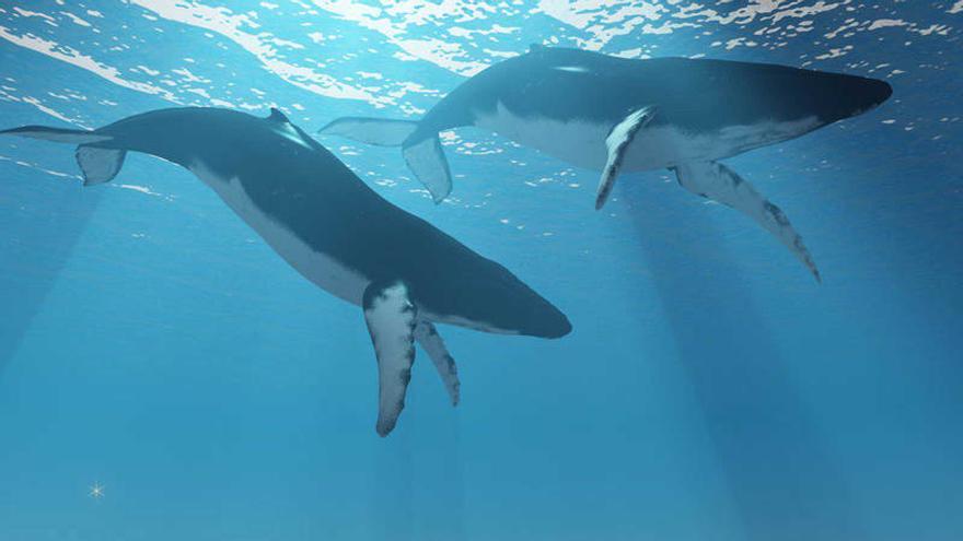 El calentamiento global &#039;empuja&#039; a ballenas y tiburones hacia el Ártico