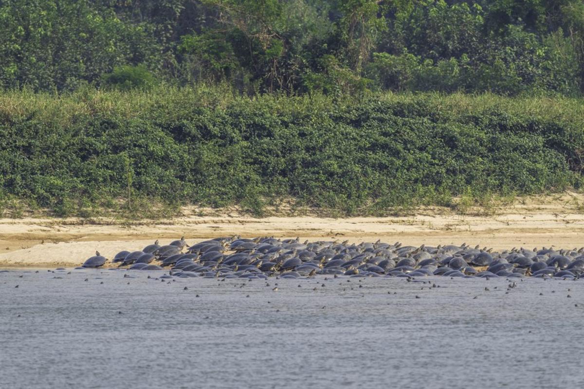 Concentración de tortugas para desovar en las playas de la Amazonía