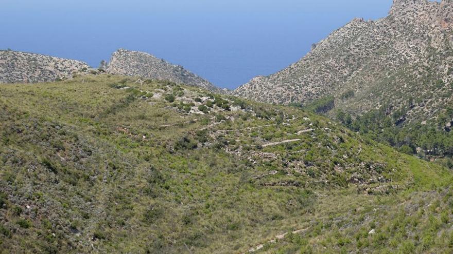 El crecimiento de la masa forestal convierte la Serra de Tramuntana en un «polvorín» ante un incendio