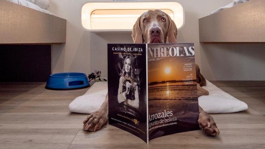 Baleària amplía la oferta de camarotes &#039;pet friendly&#039; a todos los ferries que unen Península con Baleares y Canarias