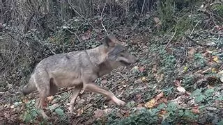 El alcalde de Oviedo le exige al Principado que actúe para evitar los ataques del lobo a las puertas de la ciudad: "Hay que tomar medidas"