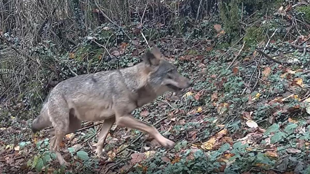 Un lobo captado por una cámara de fototrampero, a plena luz del día, en Puerto.
