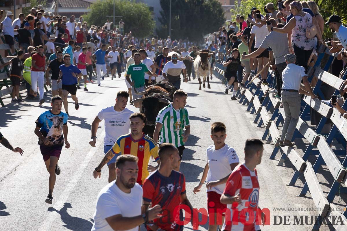 Cuarto encierro Feria del Arroz de Calasparra