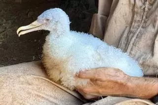 Descubren en la Isla de las Palomas la primera pardela albina de España