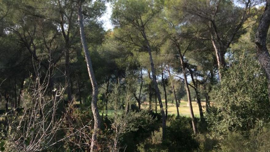 Un matrimonio francés lega a Jesús Pobre un bosque de 20.000 m2