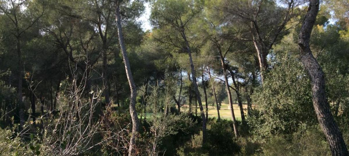 Un matrimonio francés lega a Jesús Pobre un bosque de 20.000 m2