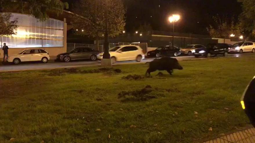 Un autobús urbano a punto de atropellar a un jabalí en Oviedo