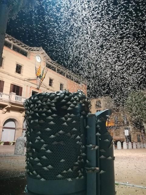 Plaga de papallones del boix a Ripoll