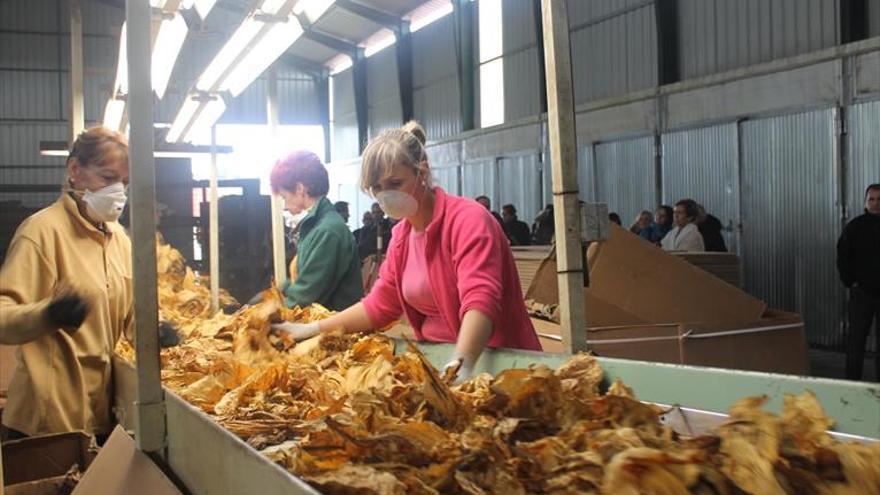 La Junta regulará la trazabilidad de la hoja de tabaco para evitar el fraude