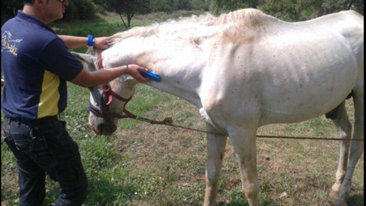 Un cuidador atiende al caballo abandonado en Girona