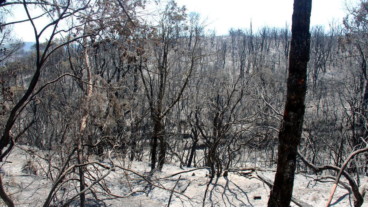 Pla general d'una zona de l'interior del massís de les Gavarres completament calcinada.