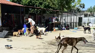 "No se puede coger a un perro como a un juguete y menos, abandonarlo"
