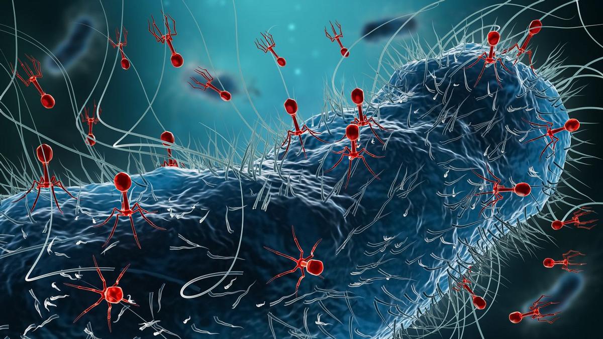 Los fagos son la base del tratamiento creado en la UV contra bacterias multirresistentes