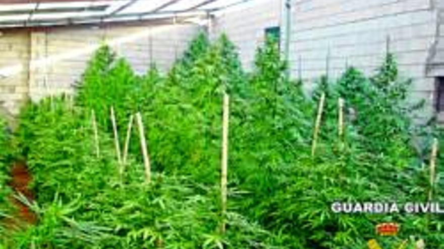 17 detenidos por cultivo y tráfico de marihuana en la provincia