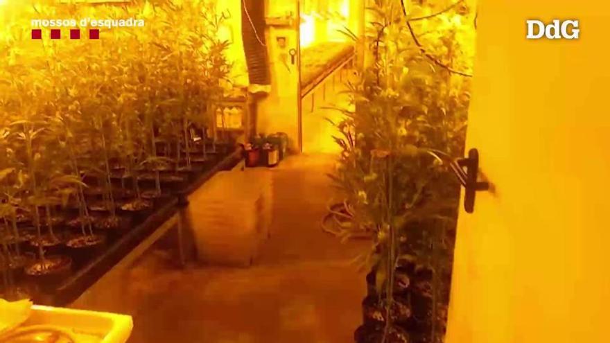 VÍDEO | La plantació de marihuana que l'empresària de Palamós Anna Oliu tenia al seu mas