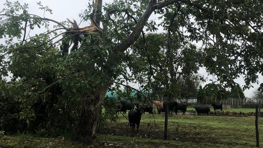 Susto en Llanera por la caída de varios rayos: &quot;Tuve miedo de que me matara todas las vacas&quot;