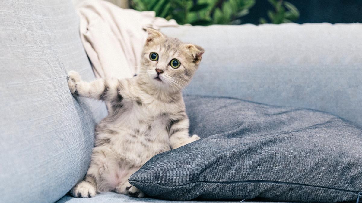 GATOS: Por qué miran fijamente a la pared o la nada