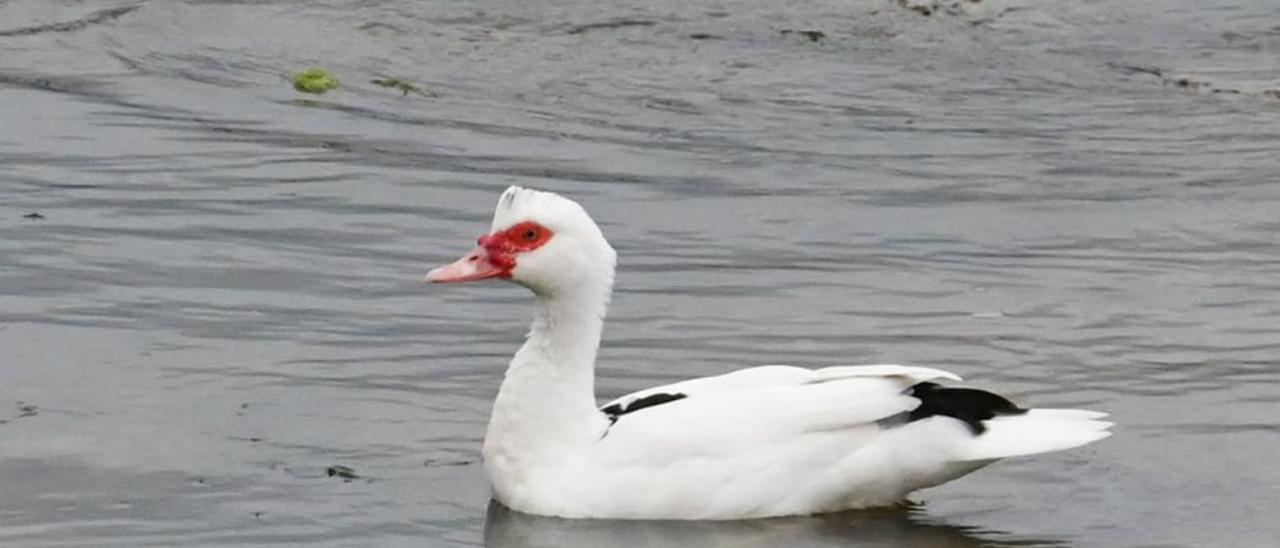 El pato localizado en O Grove que el BDRI considera una amenaza.