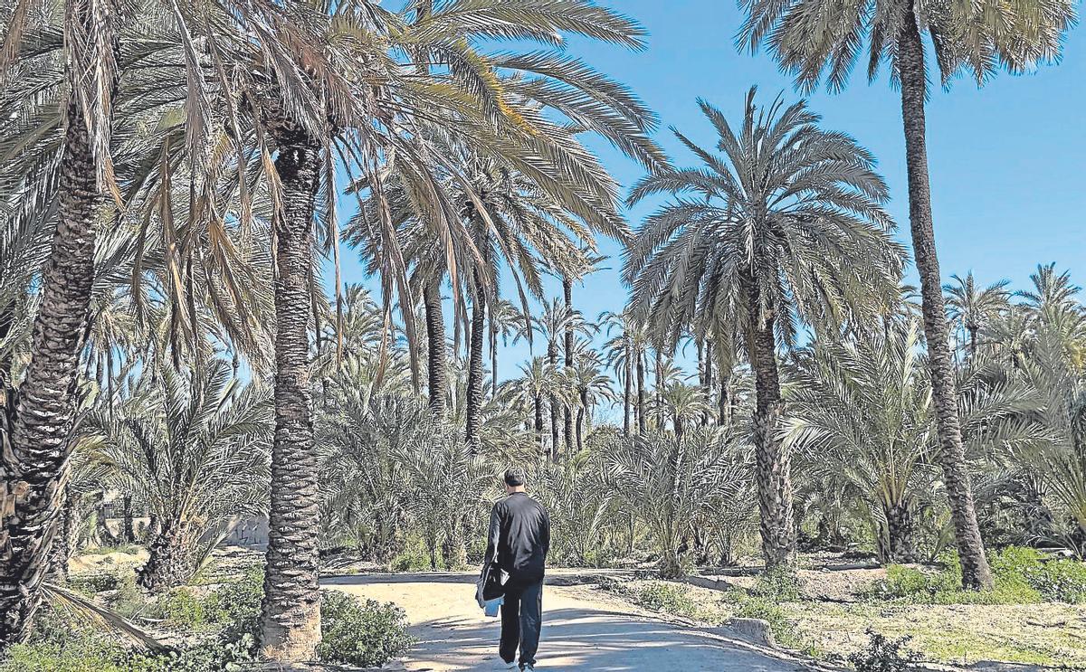 Un huerto de palmeras, en una imagen reciente.