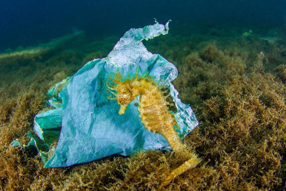 La conservación de los caballitos de mar está en riesgo