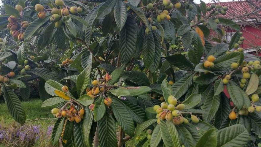 Un árbol de nísperos con el fruto destrozado por la lluvia. // FdV