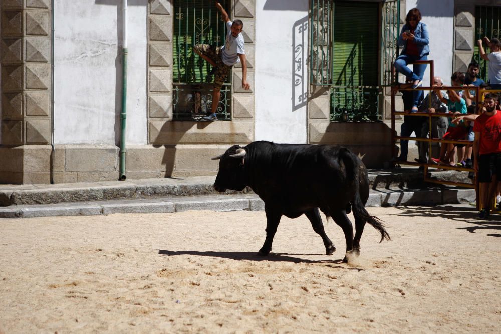 Encierro urbano en Bermillo de Sayago