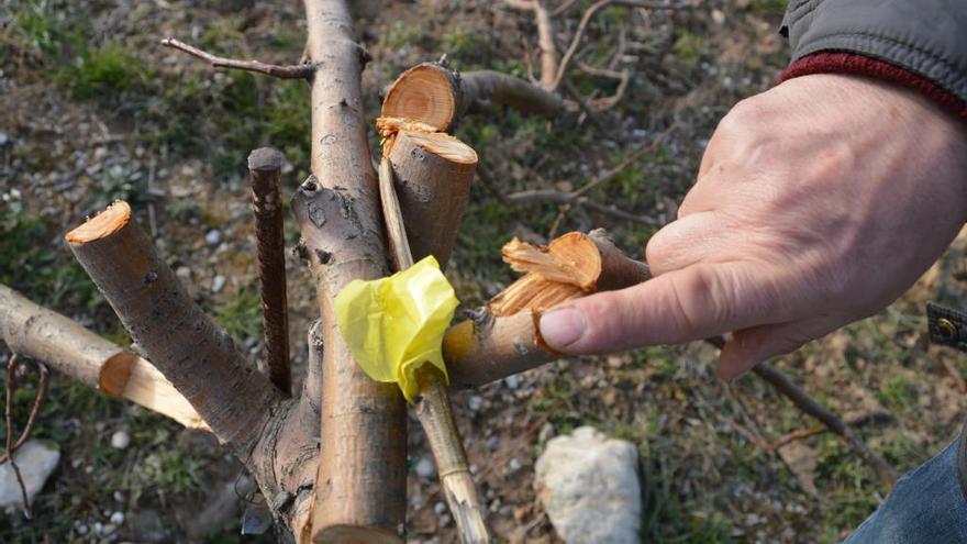 Un dels arbres serrats amb un tros de llaç groc