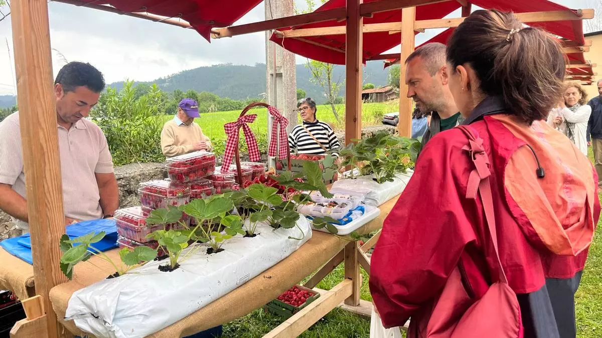 Candamo presume de su bocado más fresco y rojo: la fresa vuela de los mostradores en Grullos