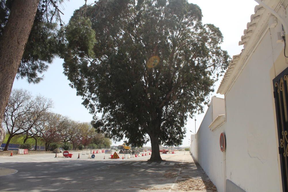Torrevieja intenta paralizar la tala de sus árboles centenarios en el cementerio amenazados por la obra del nuevo tenido eléctrico de la desalinizadora