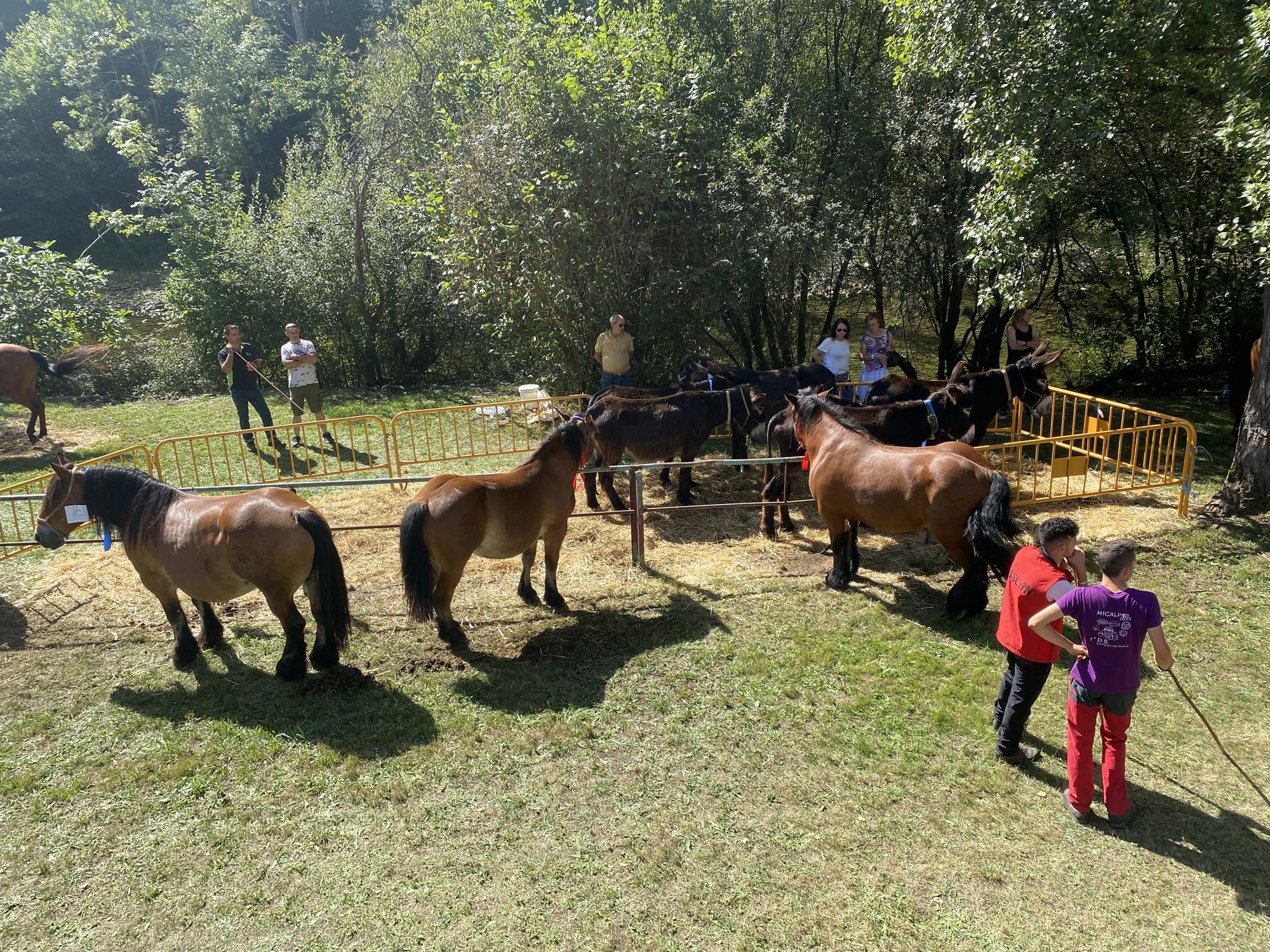 Concurso de ganado en la Feria de San Martín