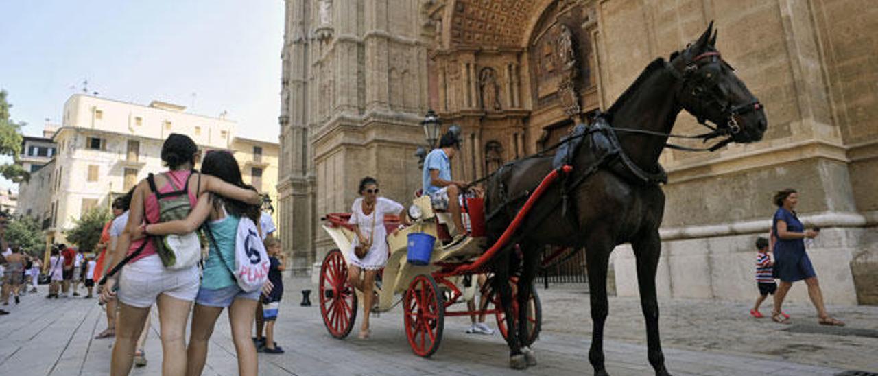 Die Pferdekutschen in Palma de Mallorca sind umstritten.