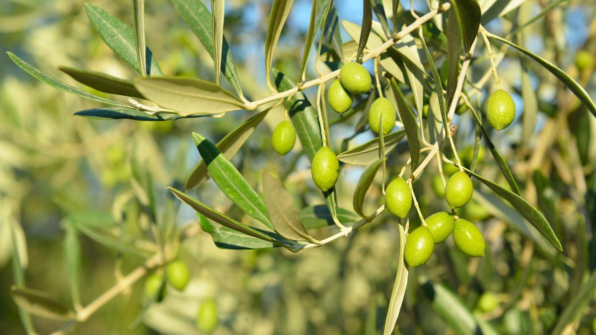 En Almazara Maitino se han volcado en el origen de la tierra y sus cuidados.