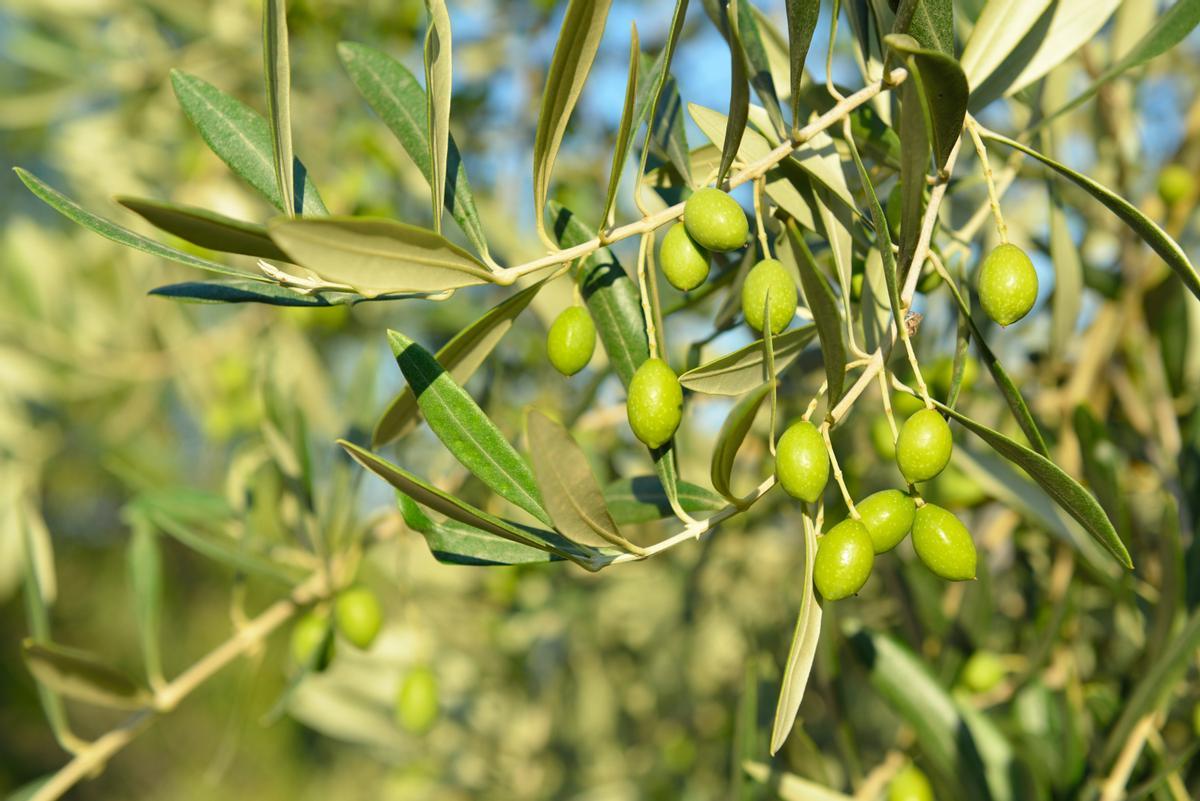 En Almazara Maitino se han volcado en el origen de la tierra y sus cuidados.