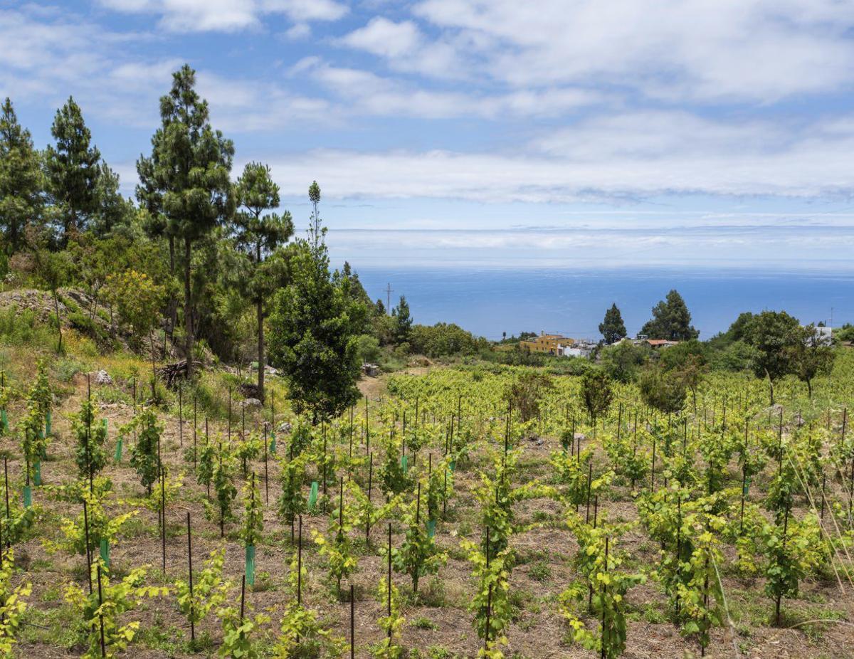 Zona de medianias hacia la corona forestal. | | ED/LOT
