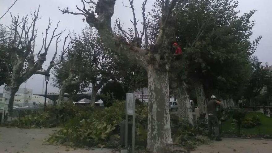 Trabajos de poda en la Alameda de Marín.  // Faro