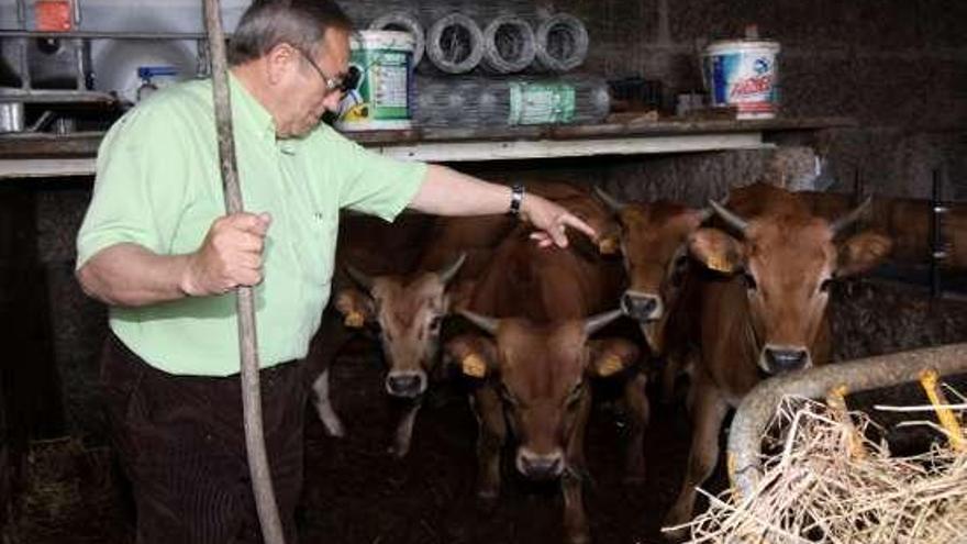 Manuel "O do Leite" muestra el ternero que adquirió. // Muñiz