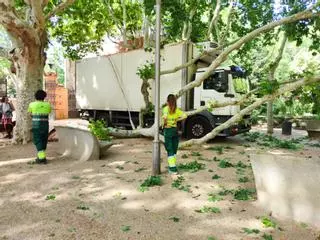 Un camió arrenca una branca de grans dimensions d'un arbre de la Devesa