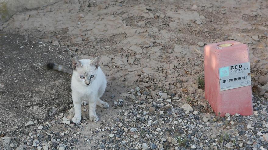 La Diputación ayuda a los municipios a controlar plagas de moscas y mosquitos y a esterilizar gatos callejeros con 700.000 euros