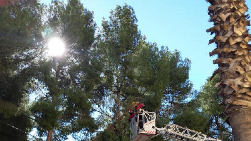 Cae un pino en el cuartel de la Guardia Civil de Sax