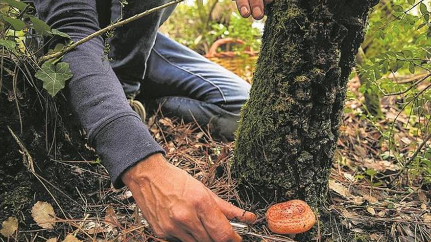 El cambio climático acorta cada vez más la temporada de ‘bolets’