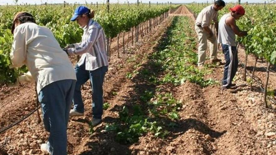 Burriana da empleo a 102 trabajadores agrícolas