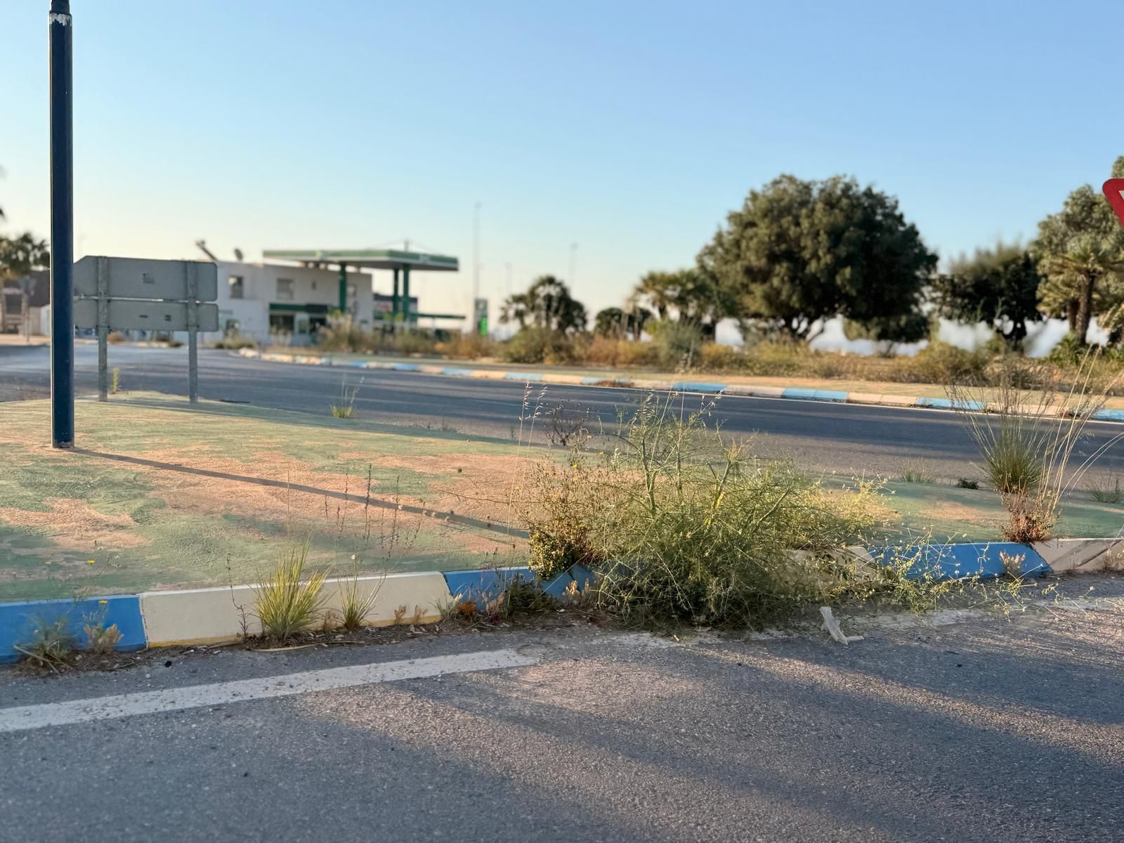Una jungla sobre el asfalto de Orihuela Costa
