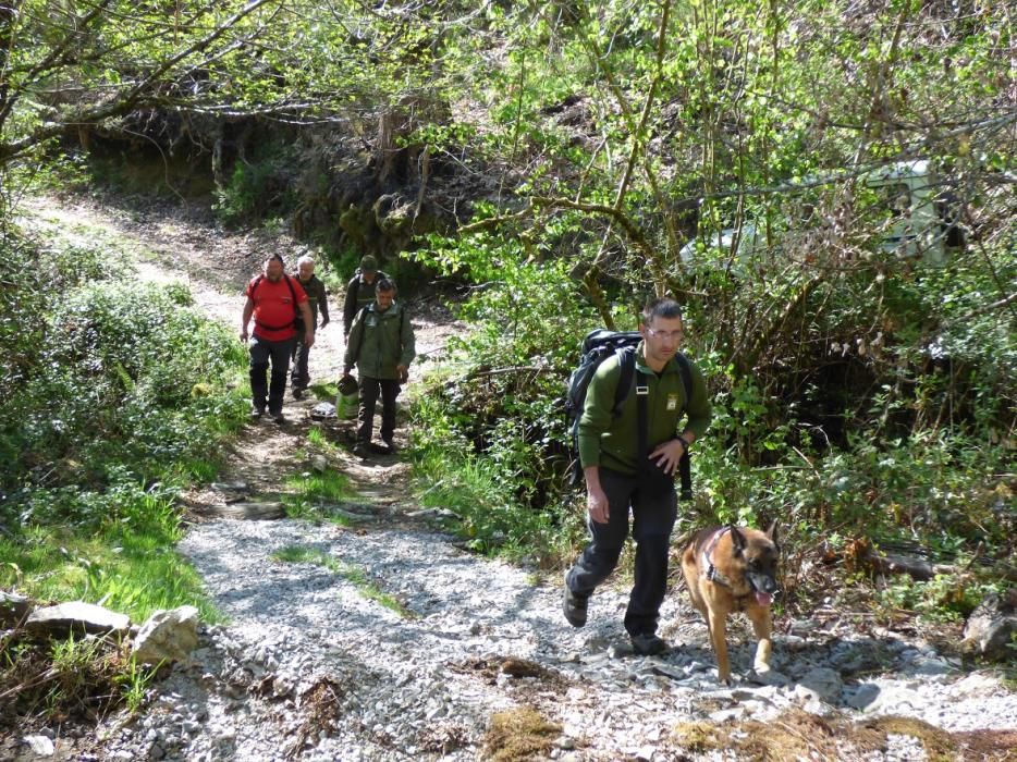 Recogida de los osos muertos en Cangas del Narcea